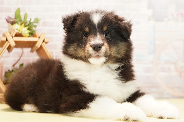 愛知県のシェットランドシープドッグ (Coo&RIKU東海一宮店/2025年11月21日生まれ/男の子/ブラックホワイトタン)の子犬の2枚目の画像