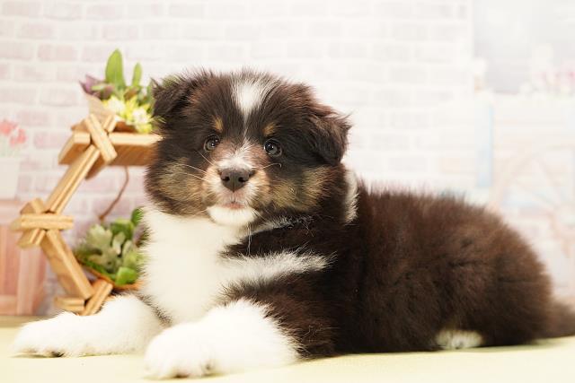 愛知県のシェットランドシープドッグ (Coo&RIKU東海一宮店/2025年11月21日生まれ/男の子/ブラックホワイトタン)の子犬の3枚目の画像