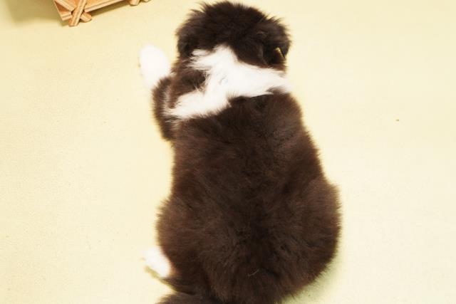 愛知県のシェットランドシープドッグ (Coo&RIKU東海一宮店/2025年11月21日生まれ/男の子/ブラックホワイトタン)の子犬の4枚目の画像