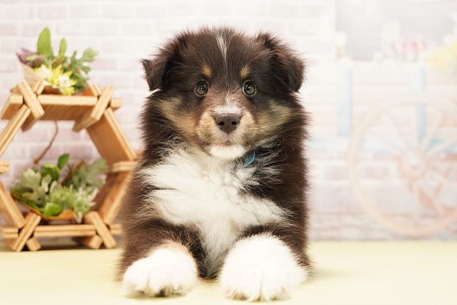 三重県のシェットランドシープドッグ (Coo&RIKU津高茶屋店/2025年11月21日生まれ/男の子/ブラックホワイトタン)の子犬の1枚目の画像