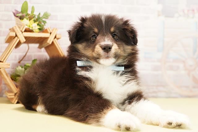 三重県のシェットランドシープドッグ (Coo&RIKU津高茶屋店/2025年11月21日生まれ/男の子/ブラックホワイトタン)の子犬の2枚目の画像