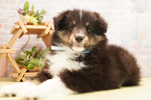 三重県のシェットランドシープドッグ (Coo&RIKU津高茶屋店/2025年11月21日生まれ/男の子/ブラックホワイトタン)の子犬の3枚目の画像