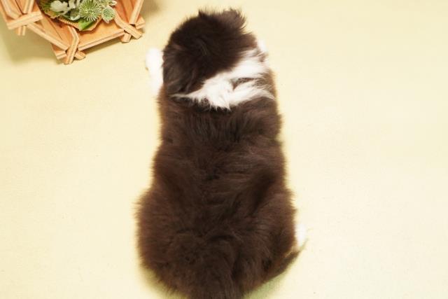 三重県のシェットランドシープドッグ (Coo&RIKU津高茶屋店/2025年11月21日生まれ/男の子/ブラックホワイトタン)の子犬の4枚目の画像