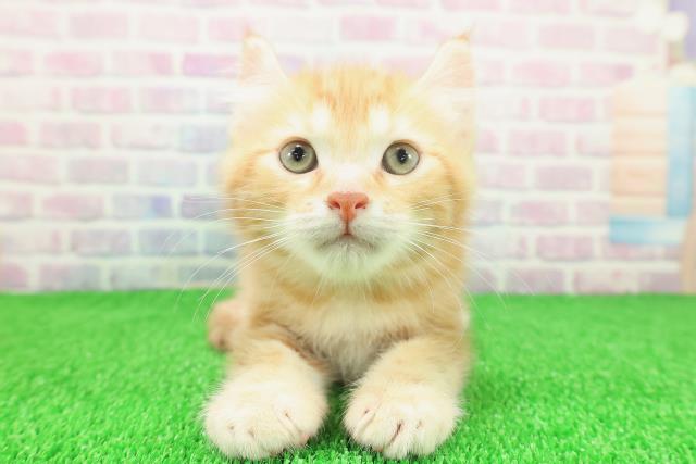 静岡県のキンカロー (Coo&RIKU富士店/2025年11月22日生まれ/男の子/レッドタビー)の子猫の1枚目の画像