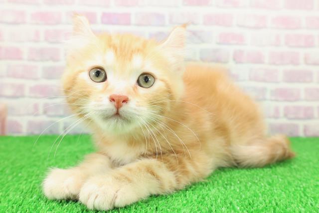 静岡県のキンカロー (Coo&RIKU富士店/2025年11月22日生まれ/男の子/レッドタビー)の子猫の2枚目の画像