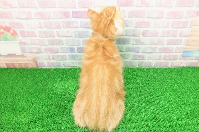 静岡県のキンカロー (Coo&RIKU富士店/2025年11月22日生まれ/男の子/レッドタビー)の子猫の4枚目の画像