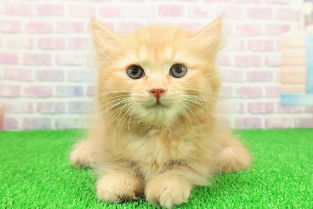 静岡県のキンカロー (Coo&RIKU静岡SBS通り店/2025年11月22日生まれ/女の子/レッドタビー)の子猫の1枚目の画像