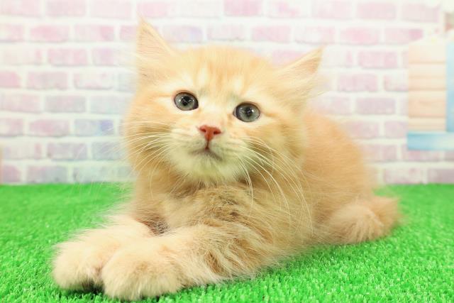 静岡県のキンカロー (Coo&RIKU静岡SBS通り店/2025年11月22日生まれ/女の子/レッドタビー)の子猫の2枚目の画像