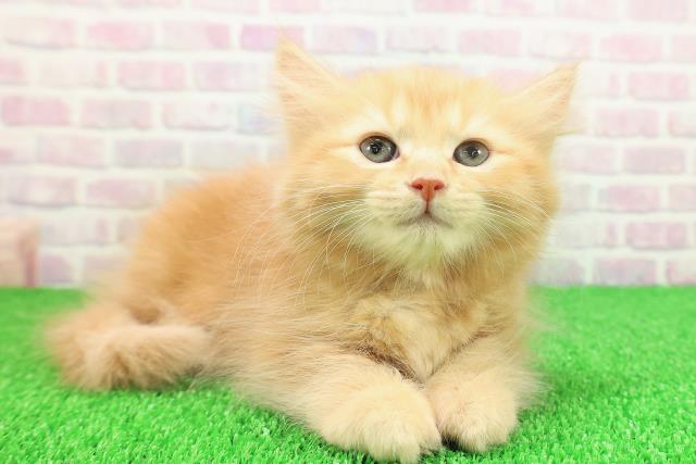 静岡県のキンカロー (Coo&RIKU静岡SBS通り店/2025年11月22日生まれ/女の子/レッドタビー)の子猫の3枚目の画像