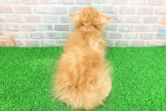 静岡県のキンカロー (Coo&RIKU静岡SBS通り店/2025年11月22日生まれ/女の子/レッドタビー)の子猫の4枚目の画像