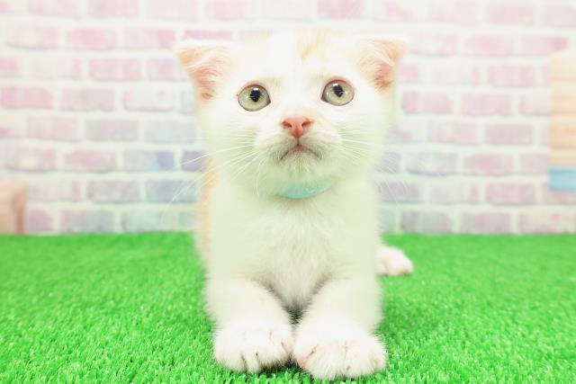 静岡県のスコティッシュフォールド (Coo&RIKU掛川店/2025年10月30日生まれ/男の子/レッドタビーホワイト)の子猫