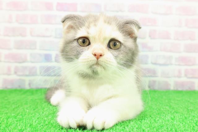 東京都のスコティッシュフォールド (Coo&RIKU江戸川店/2025年11月1日生まれ/女の子/ダイリュートキャリコ)の子猫