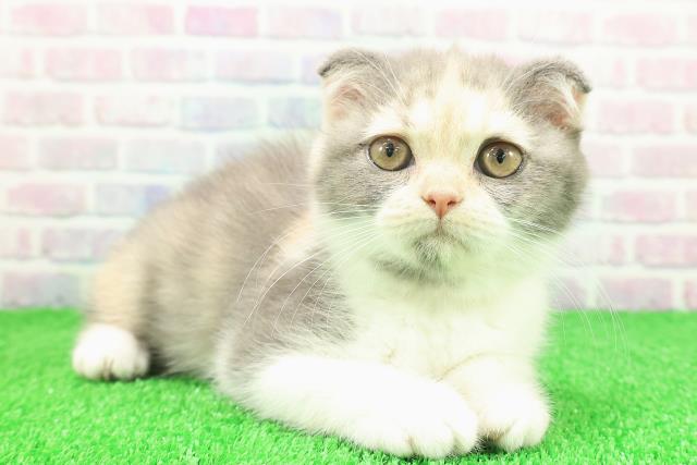 東京都のスコティッシュフォールド (Coo&RIKU江戸川店/2025年11月1日生まれ/女の子/ダイリュートキャリコ)の子猫の3枚目の画像