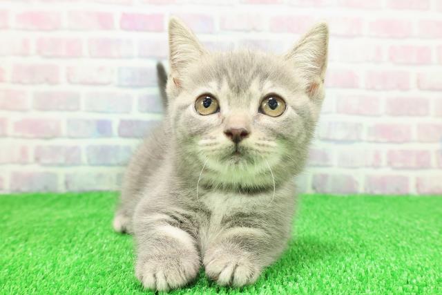 静岡県のマンチカン (Coo&RIKU静岡SBS通り店/2025年11月1日生まれ/女の子/ブルータビー)の子猫の1枚目の画像