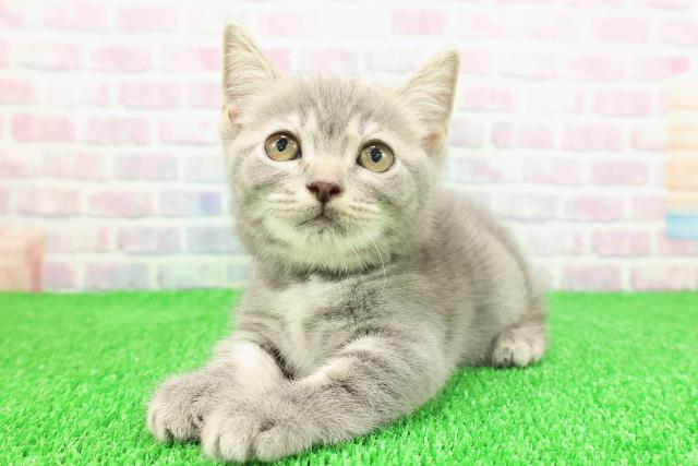 静岡県のマンチカン (Coo&RIKU静岡SBS通り店/2025年11月1日生まれ/女の子/ブルータビー)の子猫の2枚目の画像