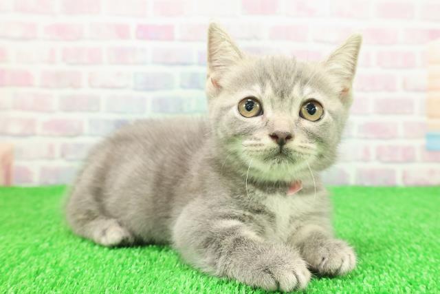 静岡県のマンチカン (Coo&RIKU静岡SBS通り店/2025年11月1日生まれ/女の子/ブルータビー)の子猫の3枚目の画像