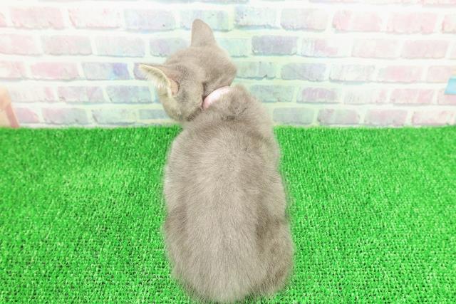静岡県のマンチカン (Coo&RIKU静岡SBS通り店/2025年11月1日生まれ/女の子/ブルータビー)の子猫の4枚目の画像