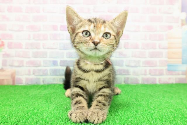 静岡県のアメリカンショートヘアー (Coo&RIKU掛川店/2025年11月18日生まれ/女の子/ブラウンパッチドタビー)の子猫