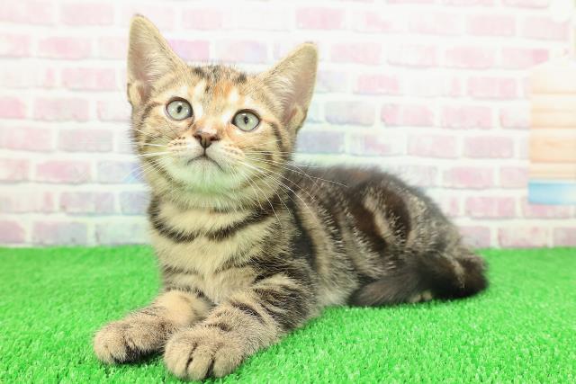 静岡県のアメリカンショートヘアー (Coo&RIKU掛川店/2025年11月18日生まれ/女の子/ブラウンパッチドタビー)の子猫の2枚目の画像