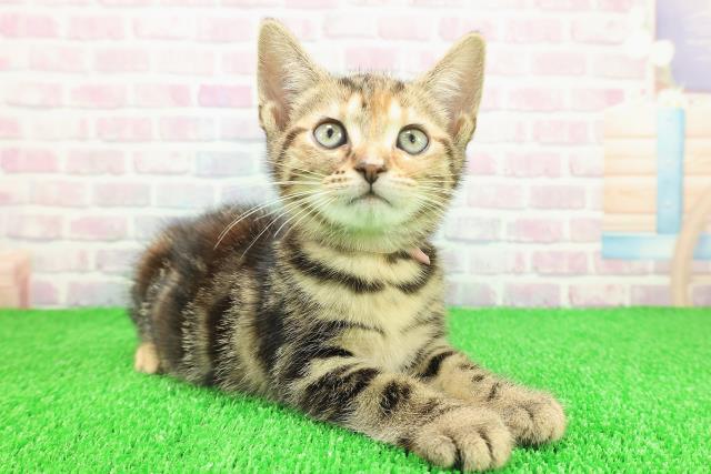 静岡県のアメリカンショートヘアー (Coo&RIKU掛川店/2025年11月18日生まれ/女の子/ブラウンパッチドタビー)の子猫の3枚目の画像