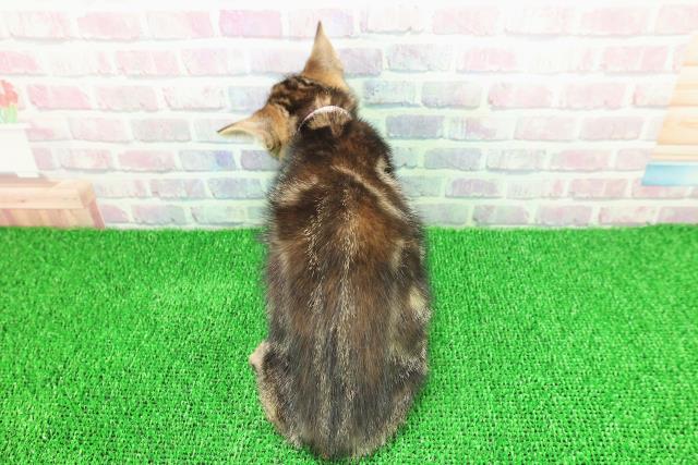 静岡県のアメリカンショートヘアー (Coo&RIKU掛川店/2025年11月18日生まれ/女の子/ブラウンパッチドタビー)の子猫の4枚目の画像