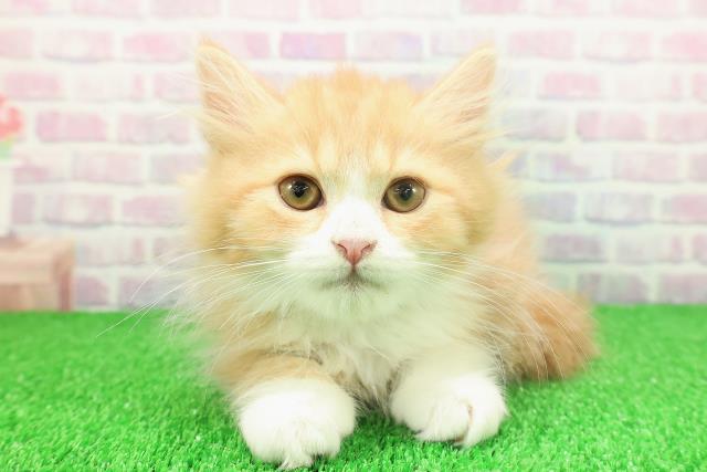 千葉県のスコティッシュフォールド (Coo&RIKU流山店/2025年10月31日生まれ/男の子/レッドタビーホワイト)の子猫の1枚目の画像