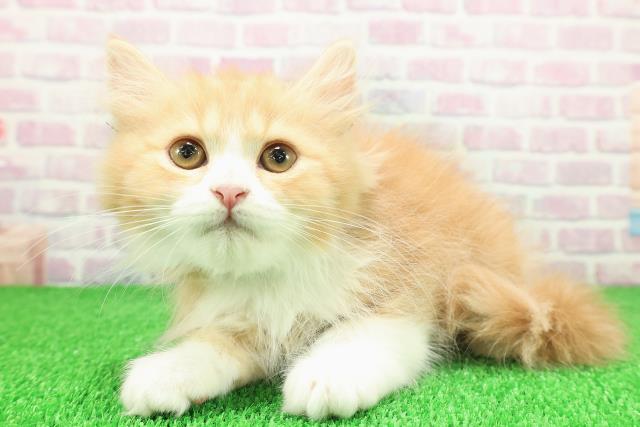 千葉県のスコティッシュフォールド (Coo&RIKU流山店/2025年10月31日生まれ/男の子/レッドタビーホワイト)の子猫の2枚目の画像