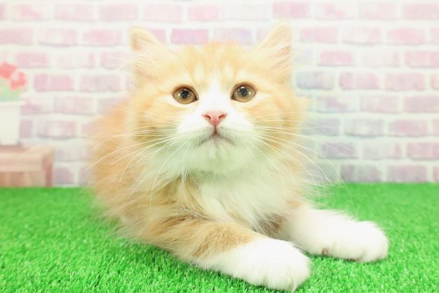 千葉県のスコティッシュフォールド (Coo&RIKU流山店/2025年10月31日生まれ/男の子/レッドタビーホワイト)の子猫の3枚目の画像