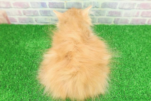 千葉県のスコティッシュフォールド (Coo&RIKU流山店/2025年10月31日生まれ/男の子/レッドタビーホワイト)の子猫の4枚目の画像