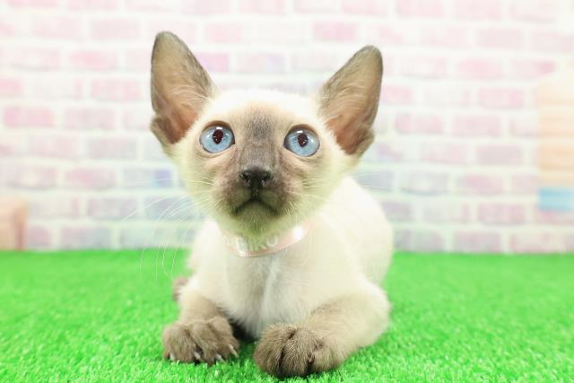 埼玉県のトンキニーズ (Coo&RIKU川口戸塚店/2025年11月17日生まれ/女の子/ナチュラルポイント)の子猫の1枚目の画像