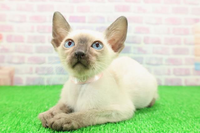 埼玉県のトンキニーズ (Coo&RIKU川口戸塚店/2025年11月17日生まれ/女の子/ナチュラルポイント)の子猫の2枚目の画像