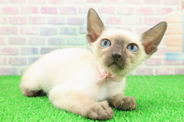 埼玉県のトンキニーズ (Coo&RIKU川口戸塚店/2025年11月17日生まれ/女の子/ナチュラルポイント)の子猫の3枚目の画像