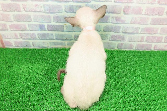 埼玉県のトンキニーズ (Coo&RIKU川口戸塚店/2025年11月17日生まれ/女の子/ナチュラルポイント)の子猫の4枚目の画像