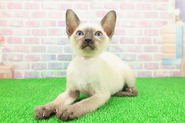 千葉県のトンキニーズ (Coo&RIKUフレスポ稲毛店/2025年11月17日生まれ/女の子/ナチュラルポイント)の子猫の2枚目の画像