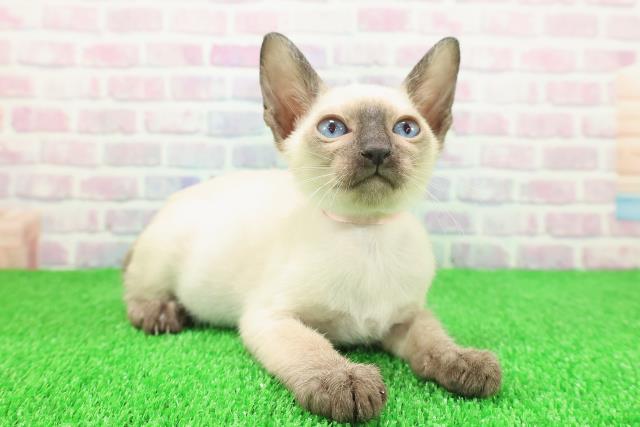 千葉県のトンキニーズ (Coo&RIKUフレスポ稲毛店/2025年11月17日生まれ/女の子/ナチュラルポイント)の子猫の3枚目の画像