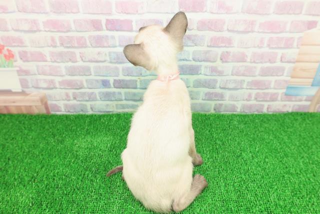 千葉県のトンキニーズ (Coo&RIKUフレスポ稲毛店/2025年11月17日生まれ/女の子/ナチュラルポイント)の子猫の4枚目の画像