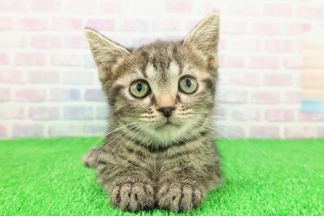 千葉県のスコティッシュフォールド (Coo&RIKUフレスポ稲毛店/2025年11月13日生まれ/女の子/ブラウンタビー)の子猫の1枚目の画像