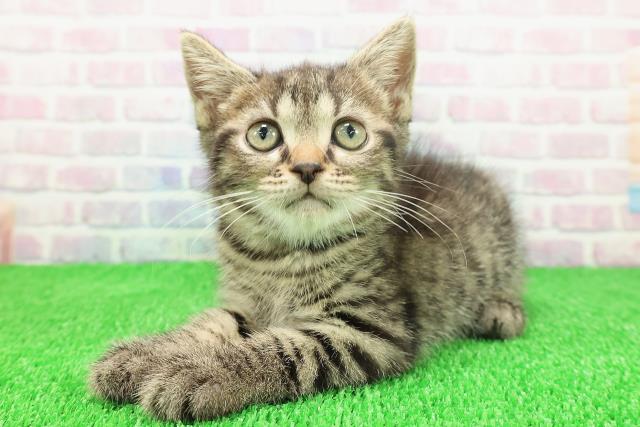 千葉県のスコティッシュフォールド (Coo&RIKUフレスポ稲毛店/2025年11月13日生まれ/女の子/ブラウンタビー)の子猫の2枚目の画像