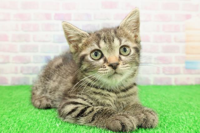 千葉県のスコティッシュフォールド (Coo&RIKUフレスポ稲毛店/2025年11月13日生まれ/女の子/ブラウンタビー)の子猫の3枚目の画像