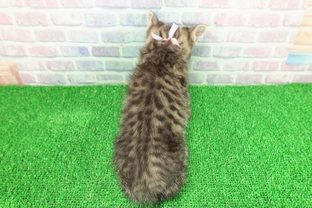 千葉県のスコティッシュフォールド (Coo&RIKUフレスポ稲毛店/2025年11月13日生まれ/女の子/ブラウンタビー)の子猫の4枚目の画像