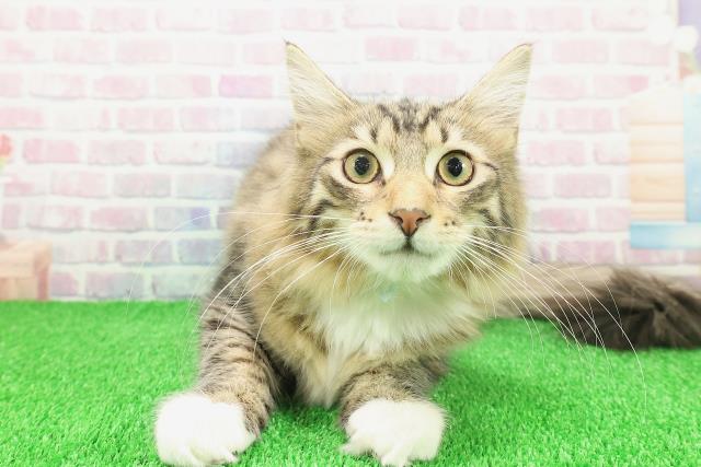 埼玉県のノルウェージャンフォレストキャット (Coo&RIKU春日部店/2025年8月19日生まれ/男の子/ブラウンタビーホワイト)の子猫の1枚目の画像