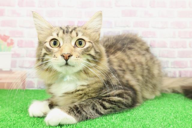 埼玉県のノルウェージャンフォレストキャット (Coo&RIKU春日部店/2025年8月19日生まれ/男の子/ブラウンタビーホワイト)の子猫の2枚目の画像