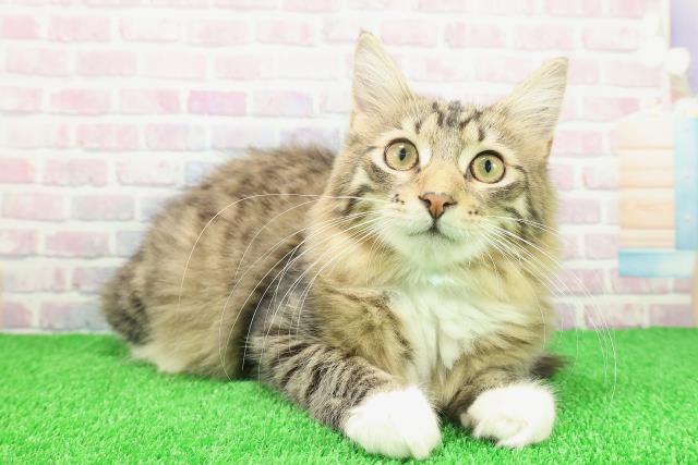 埼玉県のノルウェージャンフォレストキャット (Coo&RIKU春日部店/2025年8月19日生まれ/男の子/ブラウンタビーホワイト)の子猫の3枚目の画像