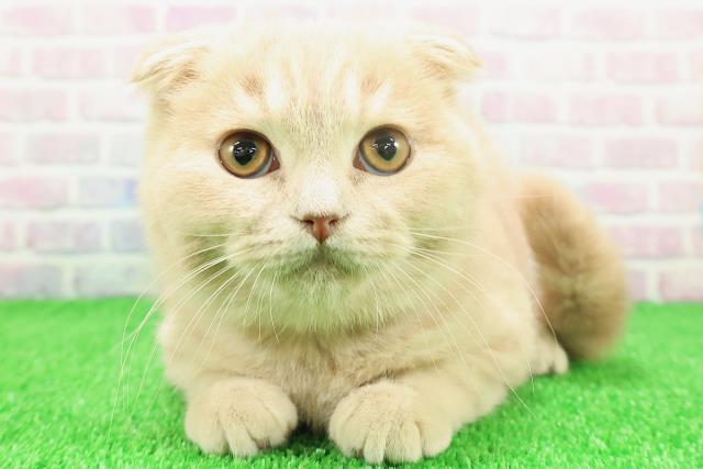 埼玉県のスコティッシュフォールド (Coo&RIKU桶川店/2025年9月24日生まれ/男の子/クリームタビー)の子猫の1枚目の画像