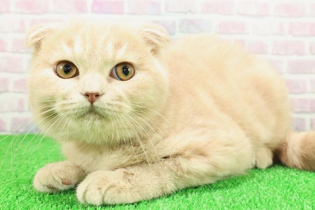 埼玉県のスコティッシュフォールド (Coo&RIKU桶川店/2025年9月24日生まれ/男の子/クリームタビー)の子猫の2枚目の画像