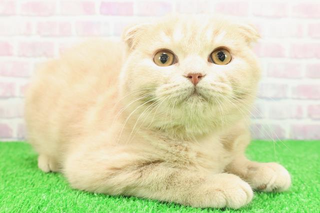 埼玉県のスコティッシュフォールド (Coo&RIKU桶川店/2025年9月24日生まれ/男の子/クリームタビー)の子猫の3枚目の画像