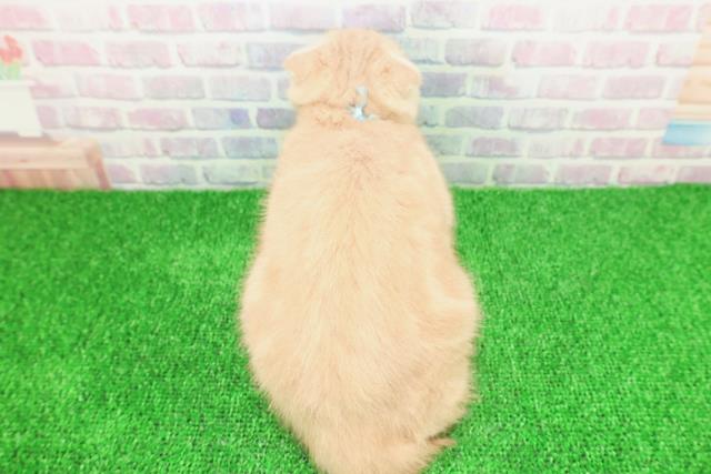 埼玉県のスコティッシュフォールド (Coo&RIKU桶川店/2025年9月24日生まれ/男の子/クリームタビー)の子猫の4枚目の画像