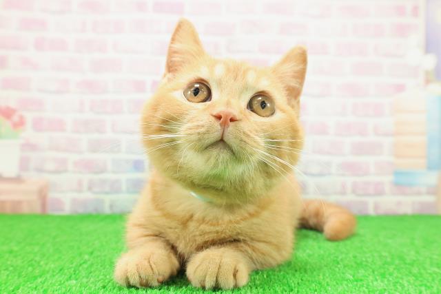 東京都のマンチカン (Coo&RIKU江戸川店/2025年9月24日生まれ/男の子/レッドタビー)の子猫の1枚目の画像