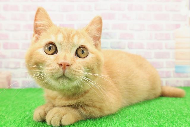 東京都のマンチカン (Coo&RIKU江戸川店/2025年9月24日生まれ/男の子/レッドタビー)の子猫の2枚目の画像