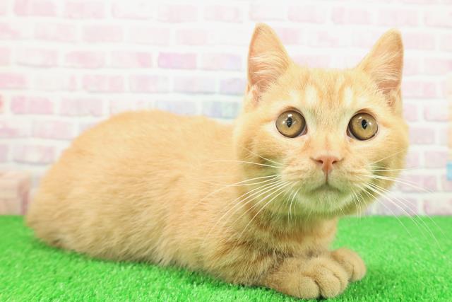 東京都のマンチカン (Coo&RIKU江戸川店/2025年9月24日生まれ/男の子/レッドタビー)の子猫の3枚目の画像